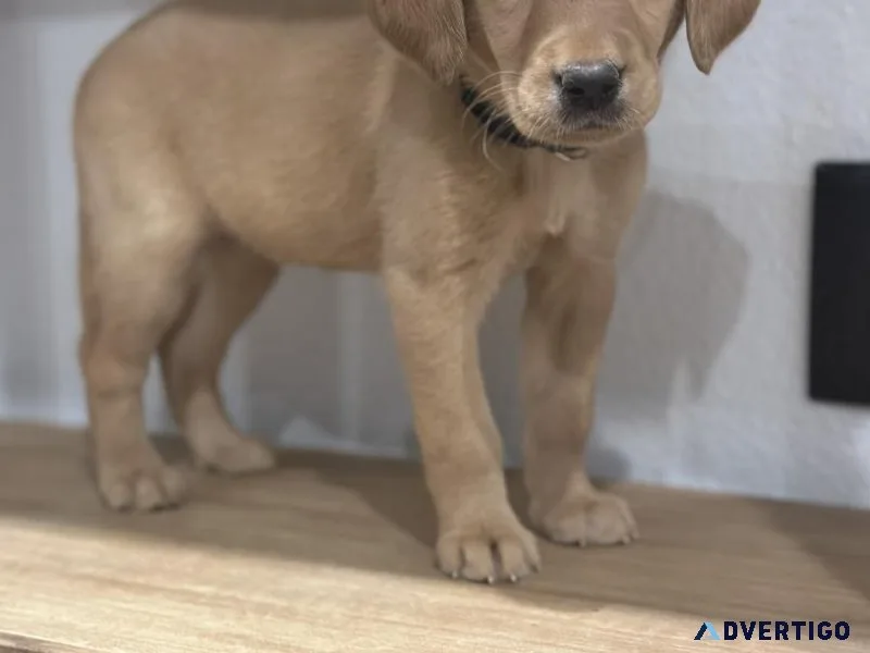 AKC Labrador Retriever Puppy