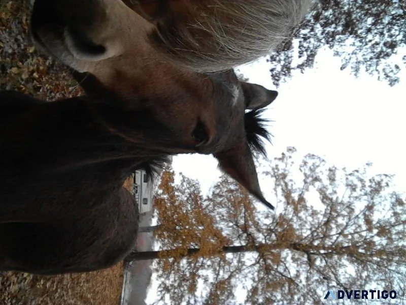 2 mules for sale