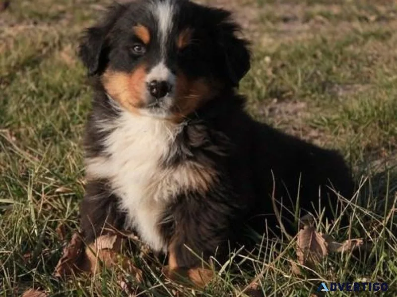 Bernese Moutain Dog Puppies