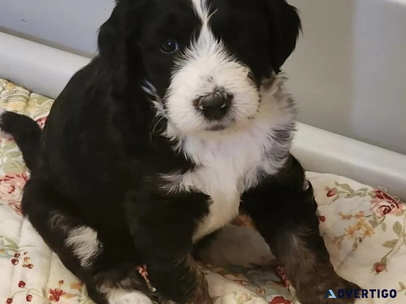 Bernedoodle Puppies