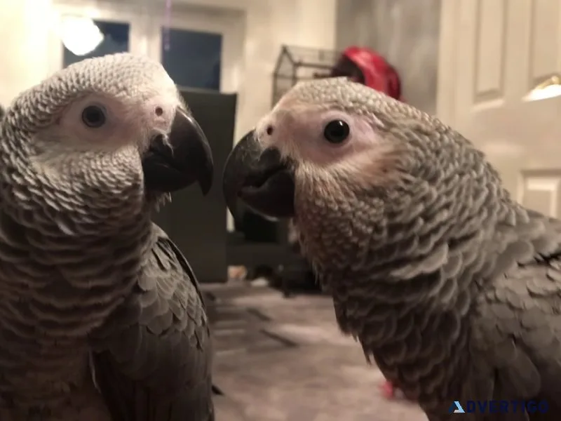 Bonded Pair African Grey Parrots.