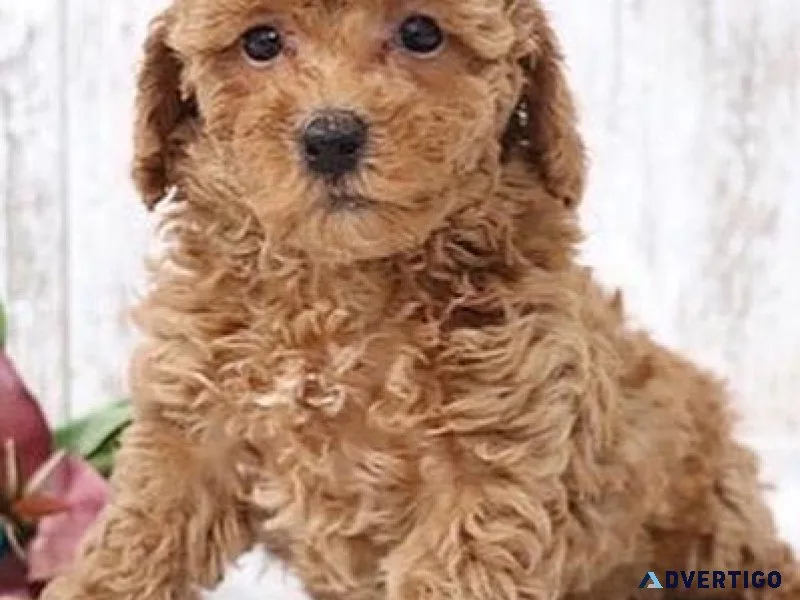 Small Maltipoo Puppies For Sale