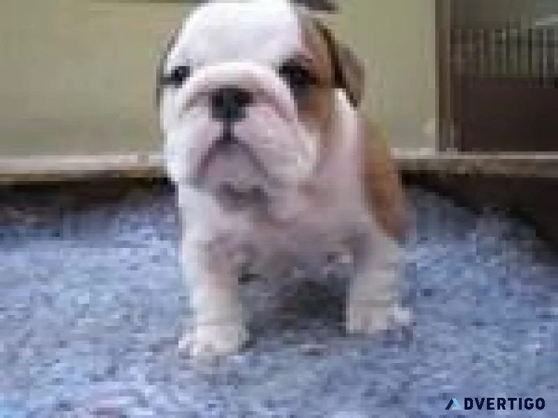English Bulldog Puppies for Adoption