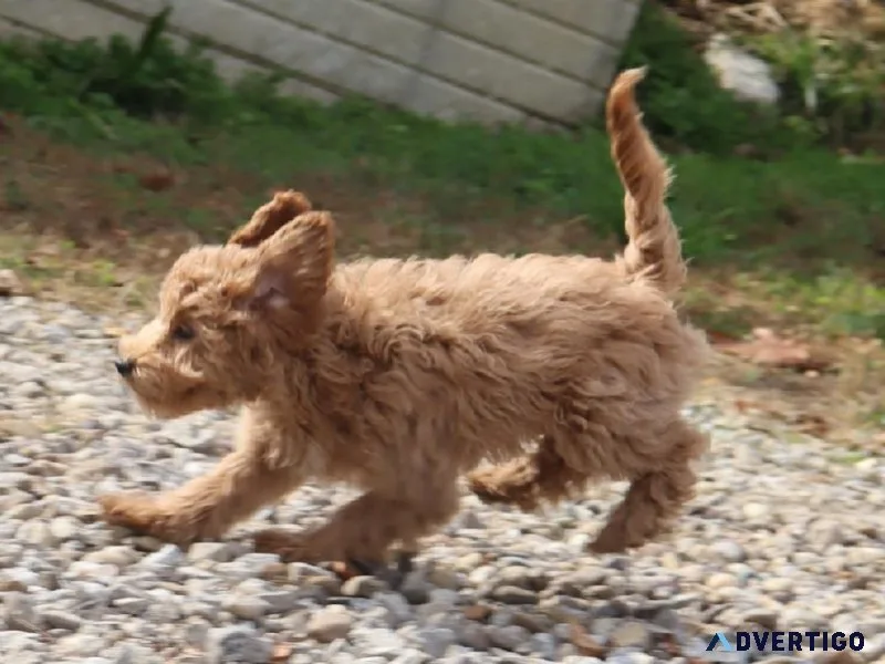 Mollie Female Mini Goldendoodle