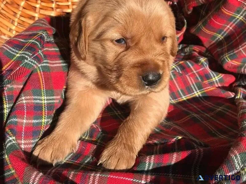 Golden Retriever