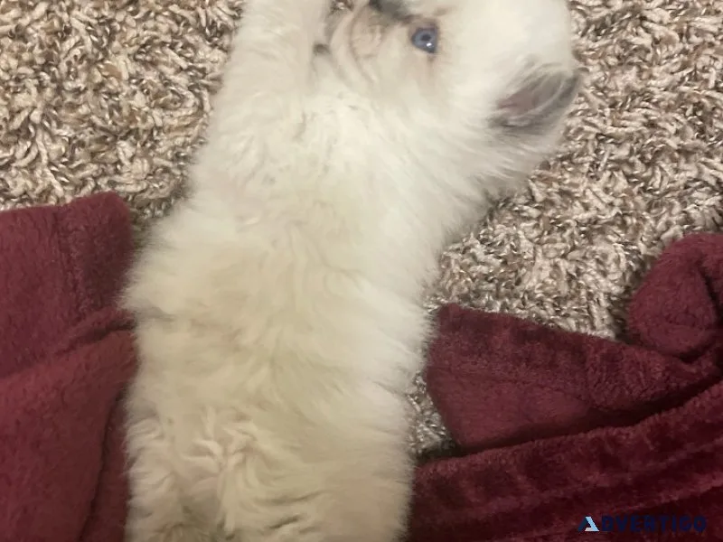 Siamese Siberian kittens