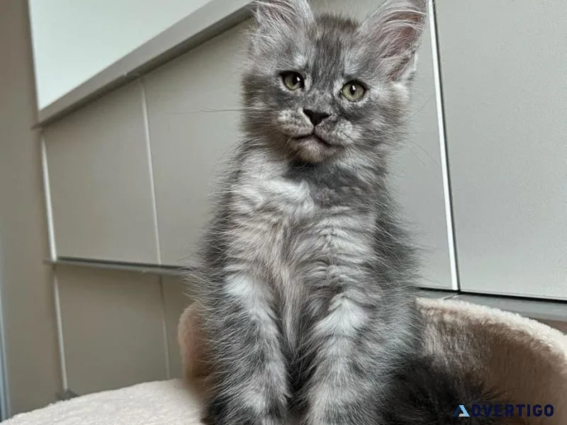 Silver maine coon kittens for sale