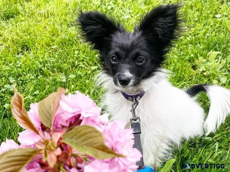 Lovely Papillon Pups Ready To Go