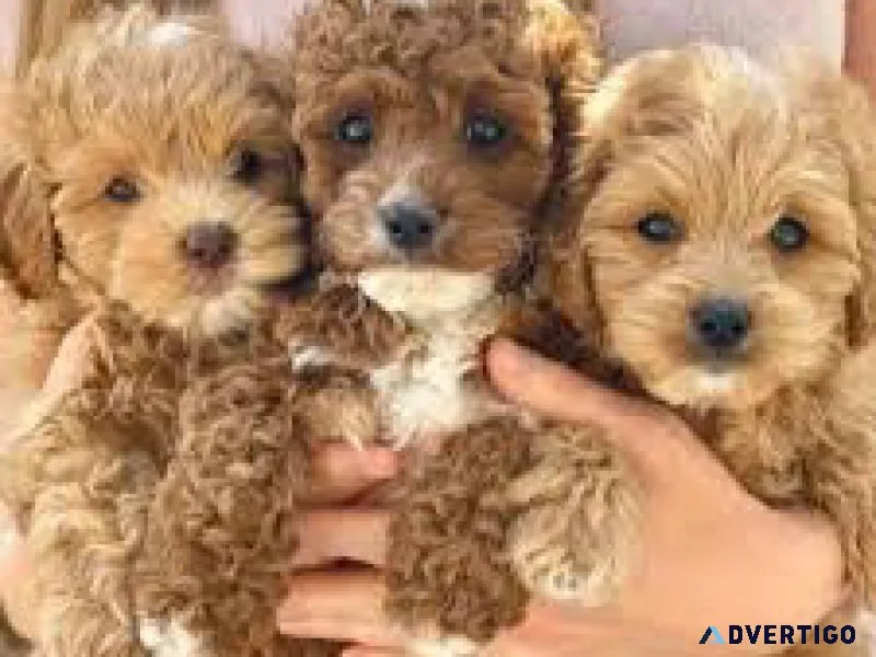 Beautiful cavapoo puppies