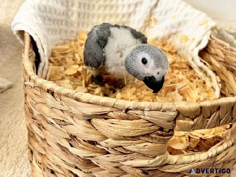 6-7 Weeks old African Grey Babies Available