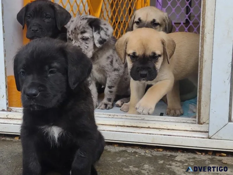 English mastiff Cane corsoGreat Dane puppies