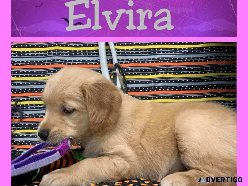 Cuddly AKC Golden Retriever