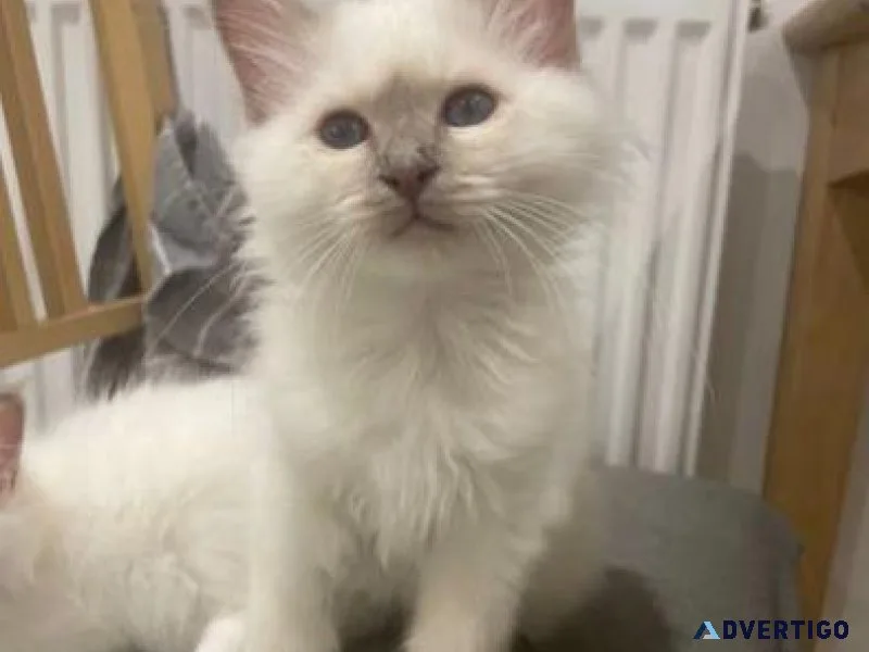 GCCF Registered lilac Birman kitten For Sale