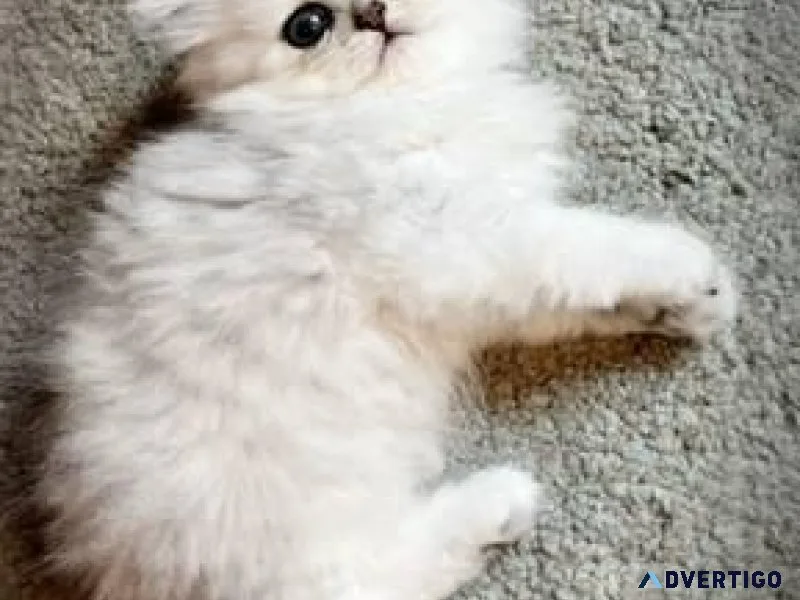 Rehoming Persian Kitten