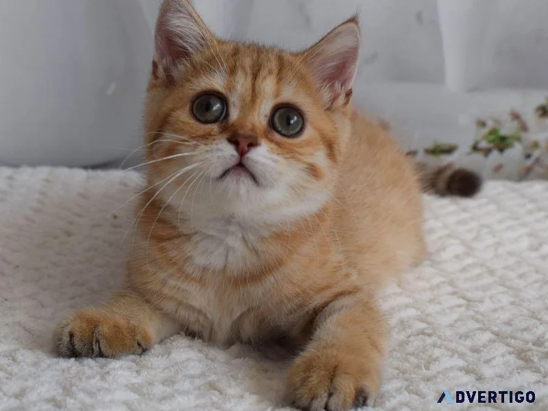 Sweet kitten available for rehoming