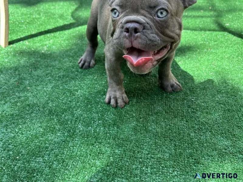 Akc registered French bulldog male pup