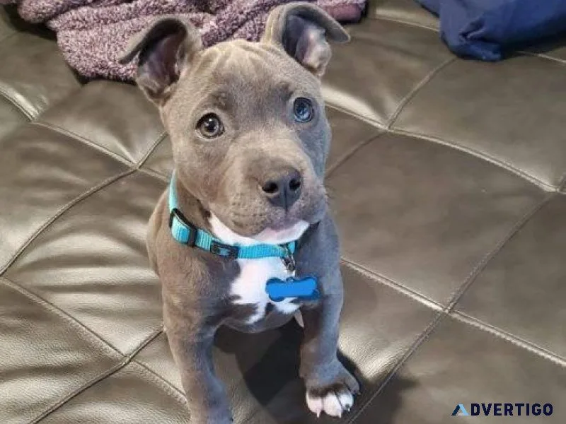American Pit Bull Terriers Puppies