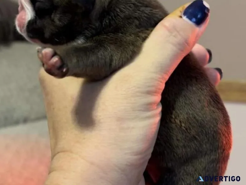 English Bulldog 2 Females LEFT