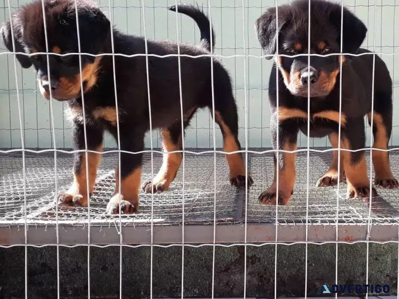 Gentle Souls Rottweiler Pups