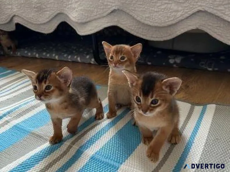 Beautiful Abyssinian Kittens