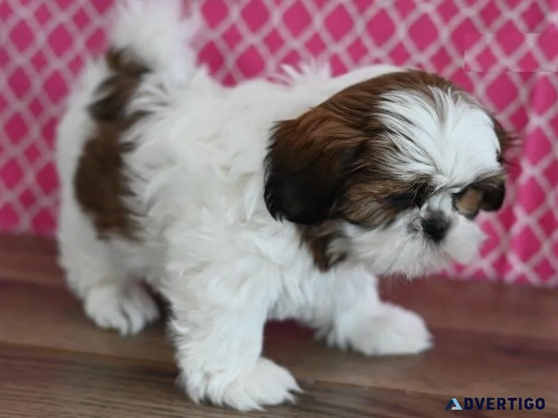 Male and female Shih Tzu Puppies ready