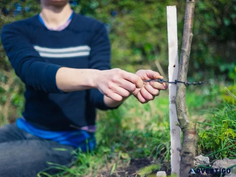 Why Tree Supports Are Harming Your Trees