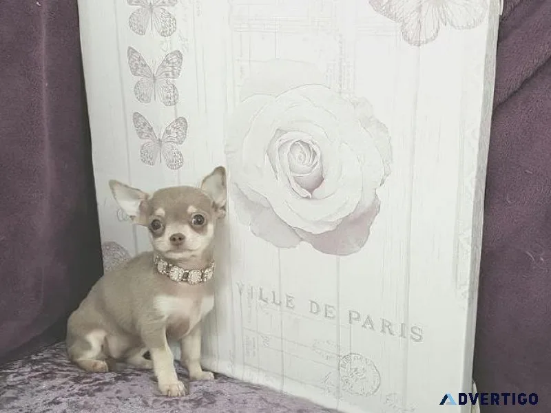 Smooth Coat Chihuahua Puppies