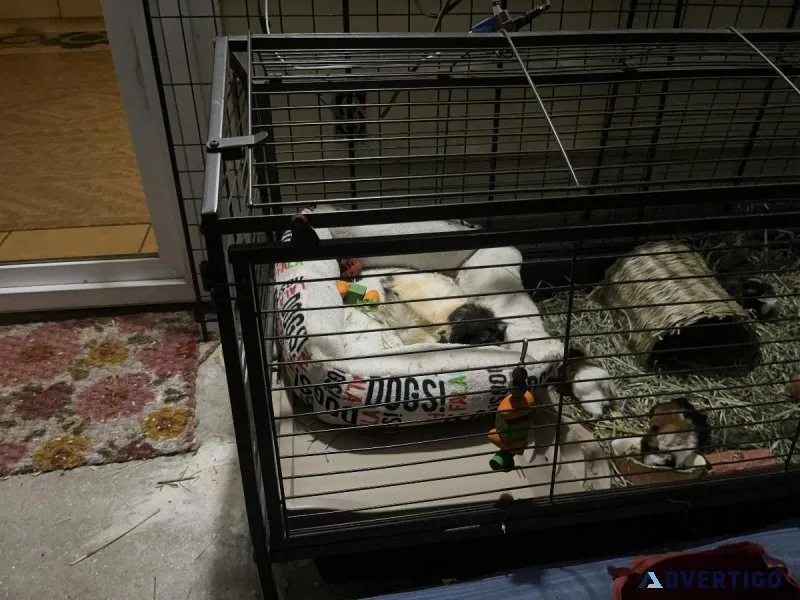 Baby Guinea pigs