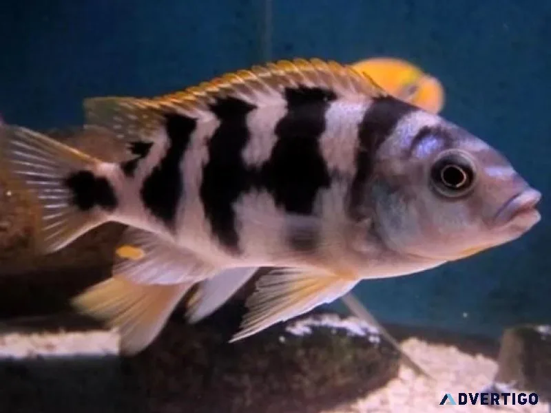 Special 6 African Cichlid Mbuna Thick Bar Chitimba