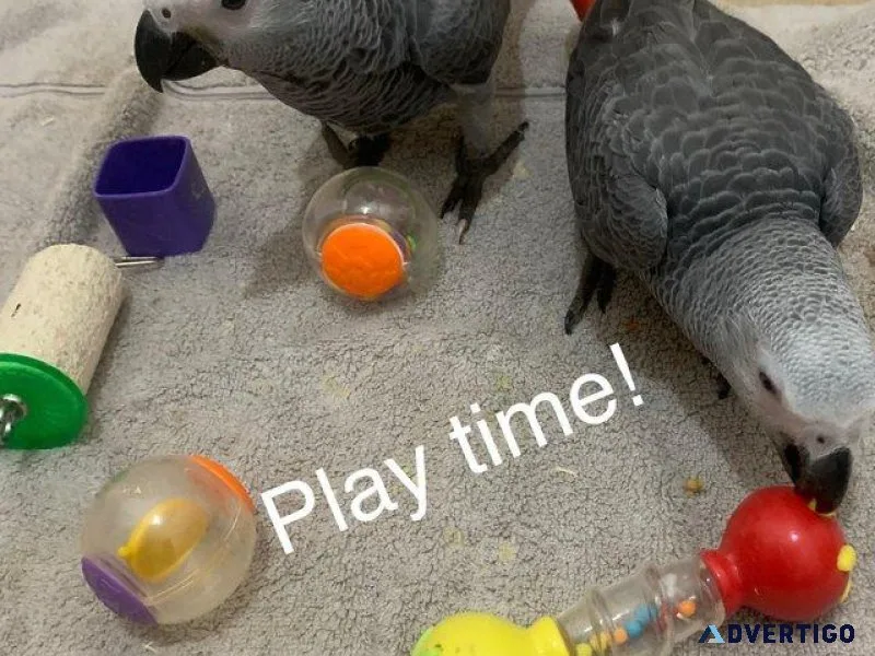 African Gray Parrots