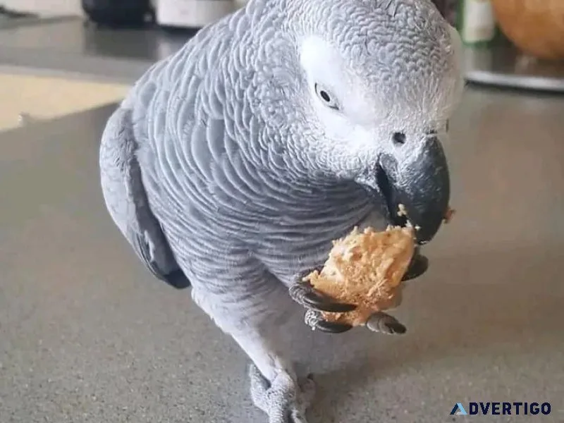 Hand Reared Friendly African Grey Parrots for sale