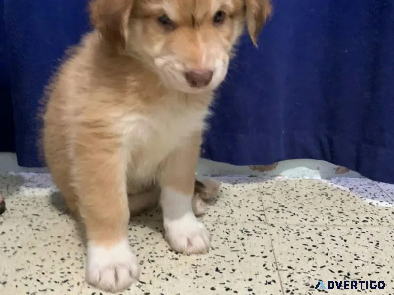 10 Adorable HUSKY MIX PUPPIES Available Now