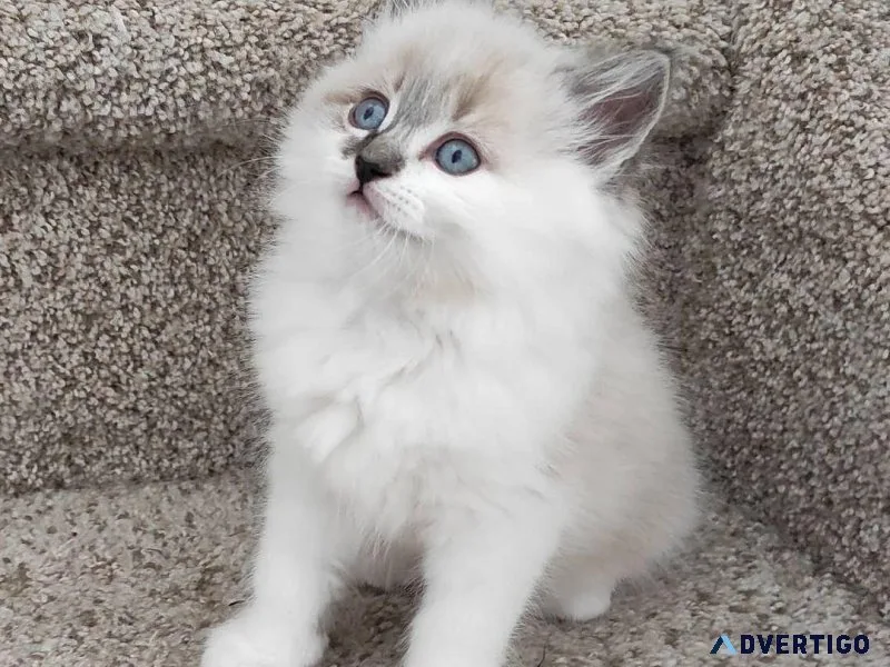 Beautiful Ragdoll kittens for sale