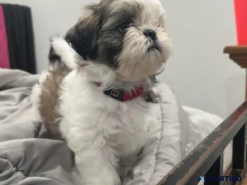 Shihtzu Puppies
