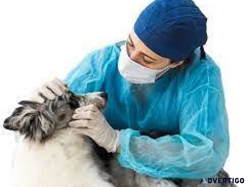 Your Trusted Veterinary Doctor in Sector 137 Noida