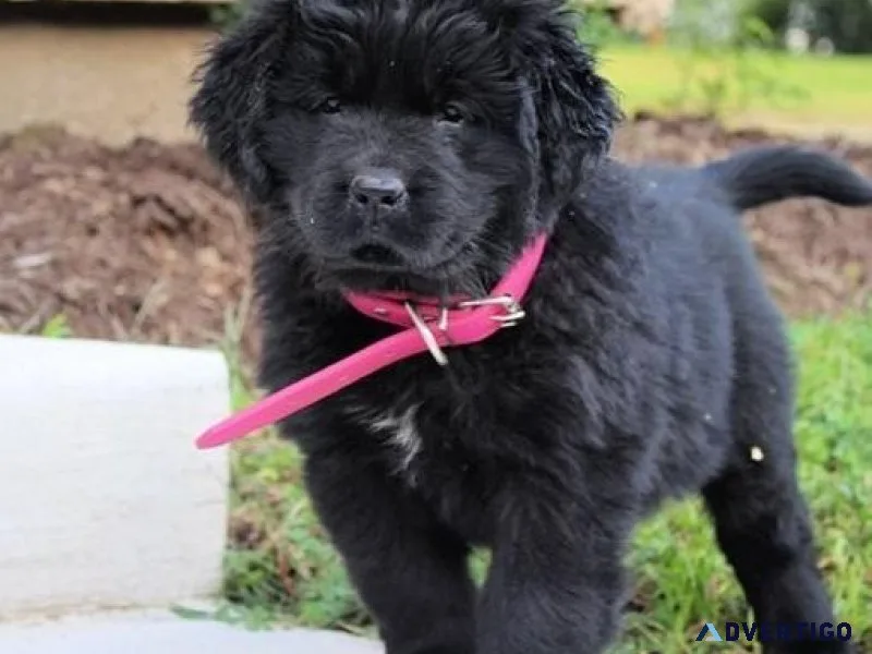 Absolute Newfoundland Puppies