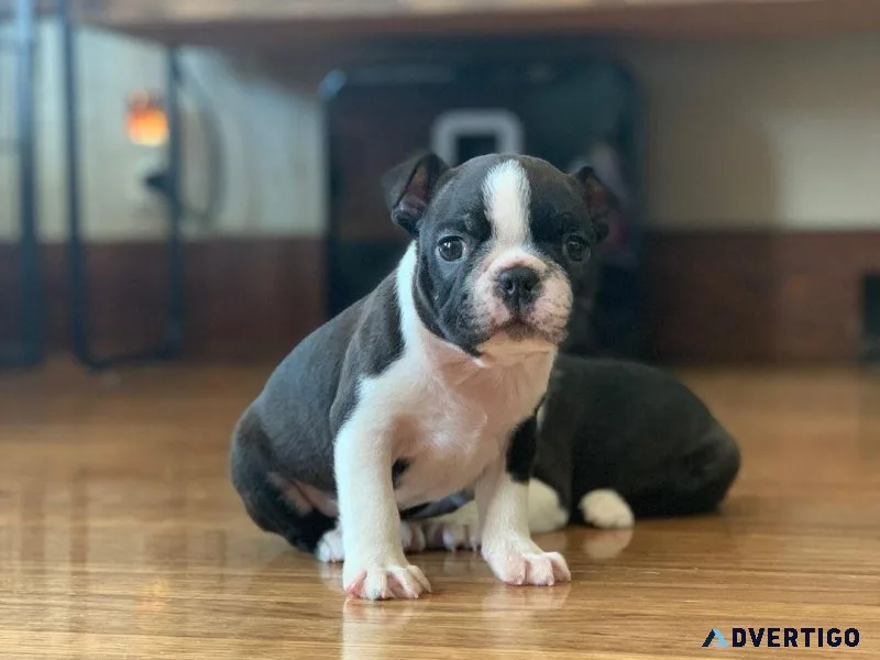Chunky Boston terrier puppies for adoption