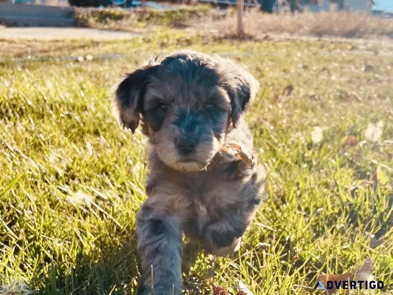 F1b Goldendoodles Golden Doodles