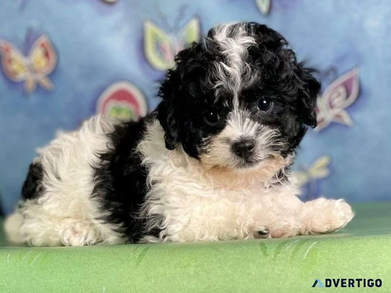 Male Shihpoo