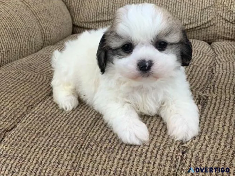 Maltipoo puppies available