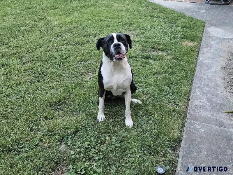 Black and White Boxer