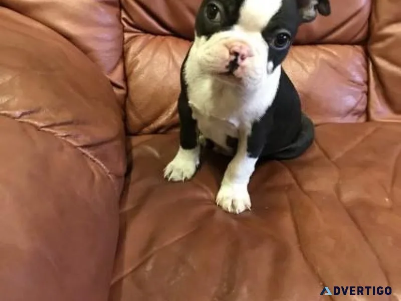 Boston Terrier Puppies