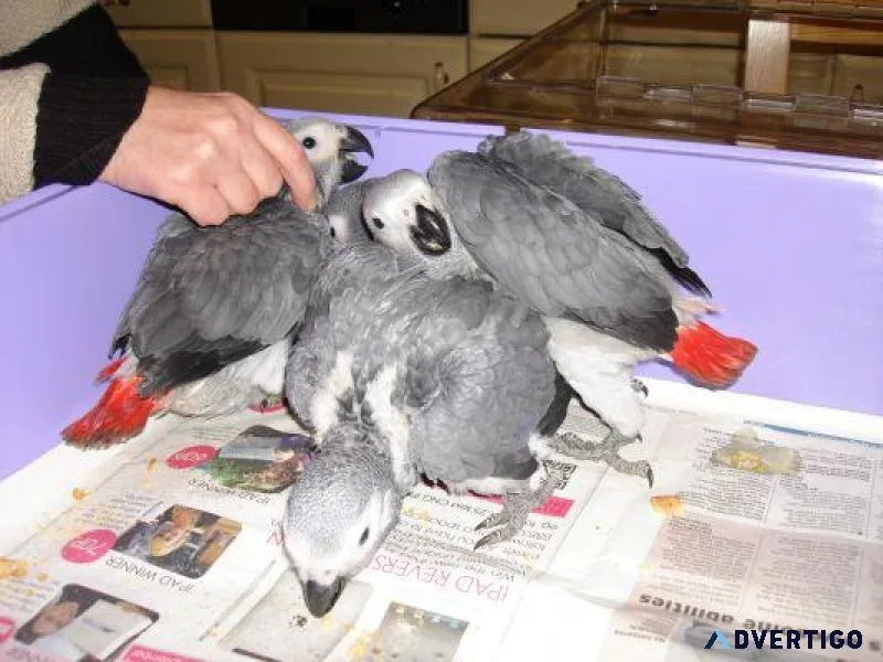 Babies Grey Congo African With Cage Text (516) 440 6916