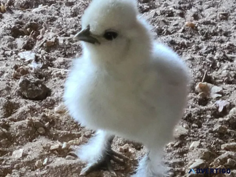 Chickens