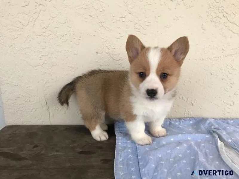 Lovely Corgi puppies