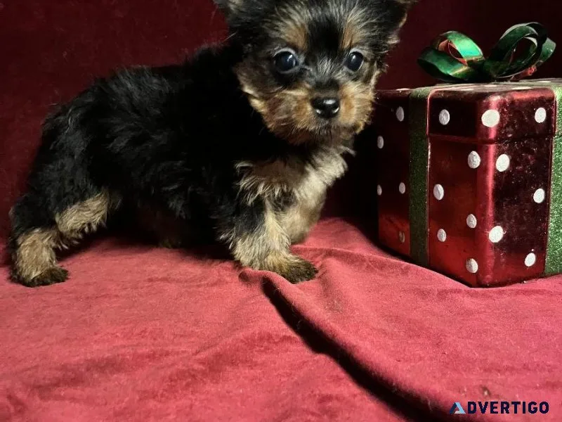 Yorkie Tcup Baby Girl