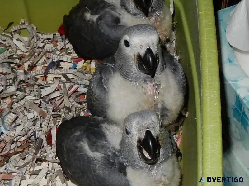 Hand fed Babies African Grey Parrots