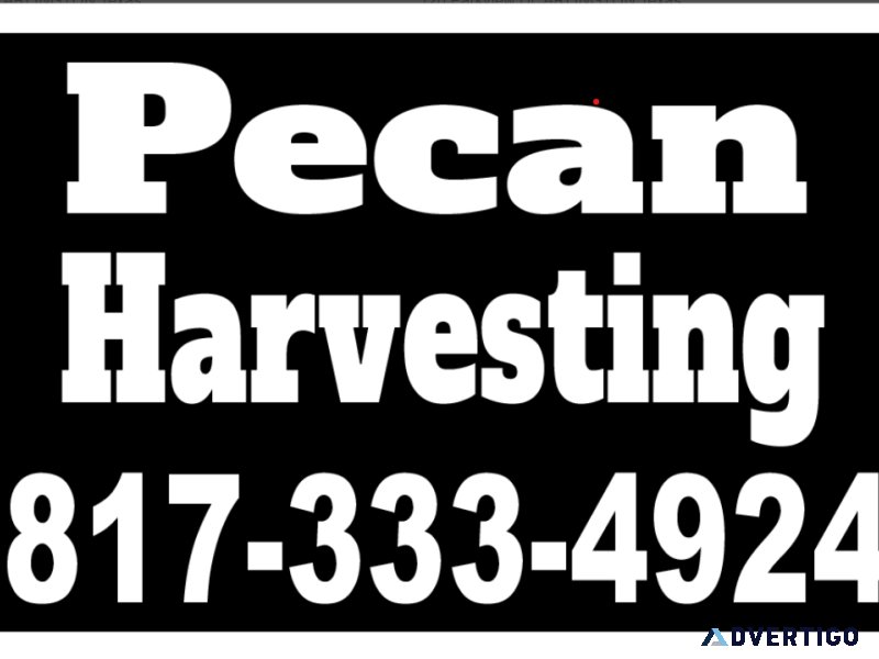 Pecan Harvesting
