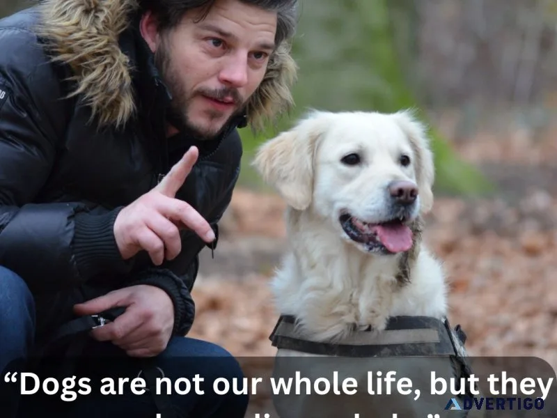 Brain Training for Dogs