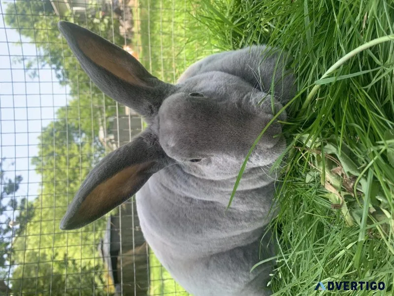 Female Rex Rabbit